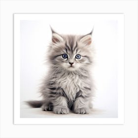 Kitten With Blue Eyes Art Print