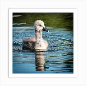 Swan photo 6 Art Print