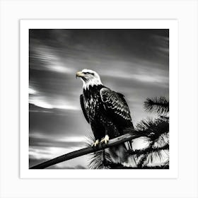 Bald Eagle 1 Art Print