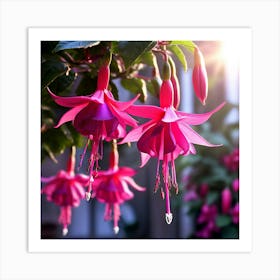 Fuchsia The Exotic Looking Flowers Of This Annual Are Stunning Draping Over The Edges Of Hanging Baskets Art Print