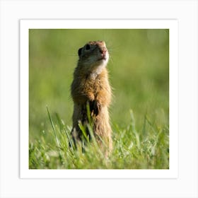 Ground Squirrel Art Print