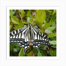 Black And White Swallowtail Butterfly Art Print