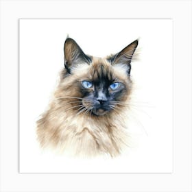 Longhair Siamese Cat Portrait 2 Art Print