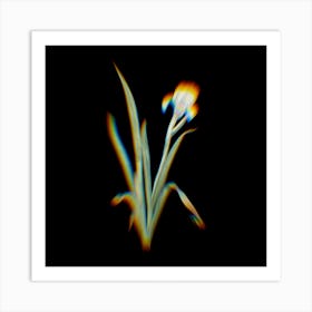 Prism Shift Crimean Iris Botanical Illustration on Black n.0328 Art Print