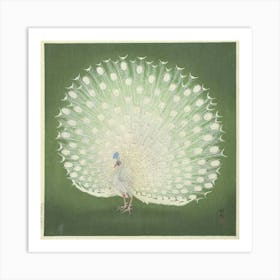 Peacock Art Print