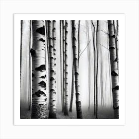 Birch Trees In The Fog Art Print