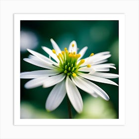 White Daisy Art Print