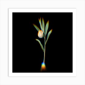 Prism Shift Fritillaria Latifolia Botanical Illustration on Black n.0181 Art Print