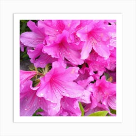 Pink Azaleas 37 Art Print