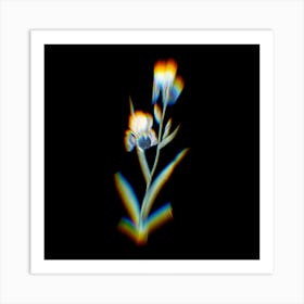 Prism Shift Elder Scented Iris Botanical Illustration on Black Art Print