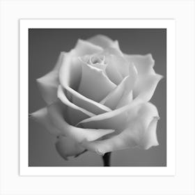 Black And White Rose 1 Art Print