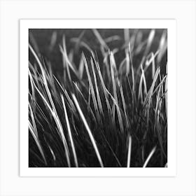 Grass In Black And White Art Print