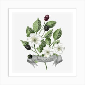 blackberry botanical drawing Art Print