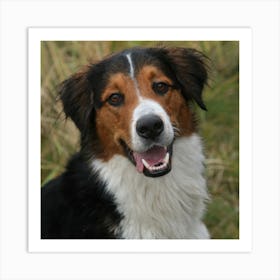 Bernese Mountain Dog Art Print