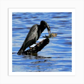  Anhinga  Bird with  Fish Art Print