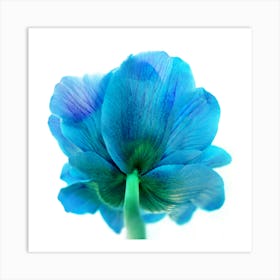 The Blue Tulip  Botanical  Art Print Art Print