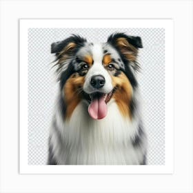 Australian Shepherd Dog 2 Art Print