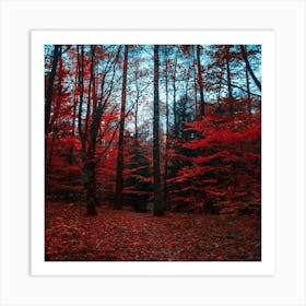 Autumn Forest Art Print