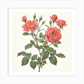 Rose Botanical Art Illustration 3 Art Print