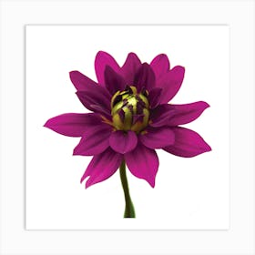 Magenta Dahlia  Botanical  Art Print Art Print