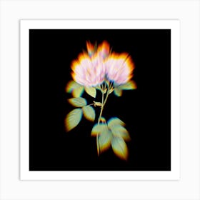 Prism Shift Italian Damask Rose Botanical Illustration on Black Art Print