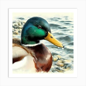 Duck at Water Color Drawing - Wild Bird Artwork 154 Art Print