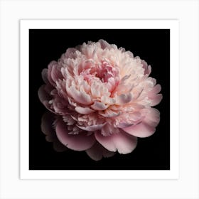 Pink Peony on Black Background Art Print