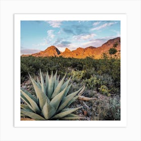 Desert Agave Plant Art Print