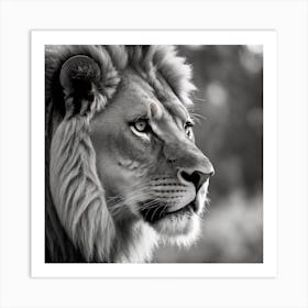 Monochrome Lion  Art Print