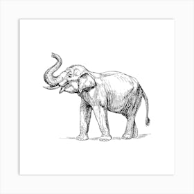 Elephant With Tusks Art Print