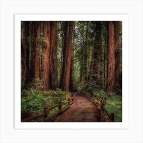 Redwood Forest Art Print