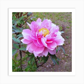 Peony in Japan 25 Art Print