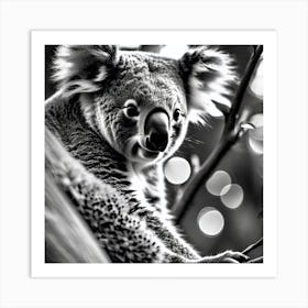 Koala 2 Art Print