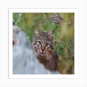 Tabby Cat Art Print