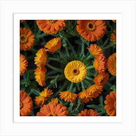 Orange Calendula Art Print