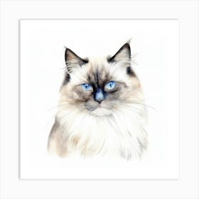 Birman Cat Portrait 1 Art Print