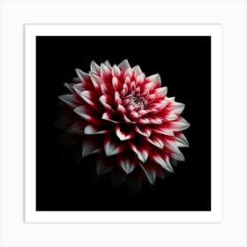 Red White Dahlia Flower on Black Background Art Print