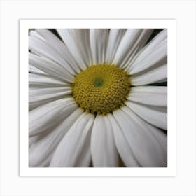 White Daisy Art Print