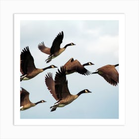 Canadian Geese In Flight Art Print