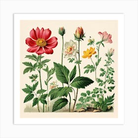 A Vintage Botanical Illustration Of Flowers And Plants art print 1 Art Print