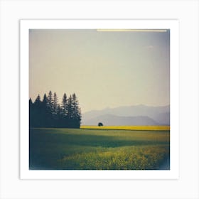 Field Of Yellow Art Print