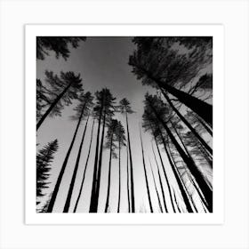 Black And White Forest 1 Art Print