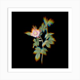 Prism Shift Big Flowered Dog Rose Botanical Illustration on Black n.0085 Art Print