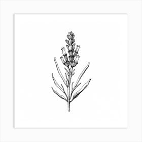 Botanical Illustration Lavendula Angustifolia Li Art Print