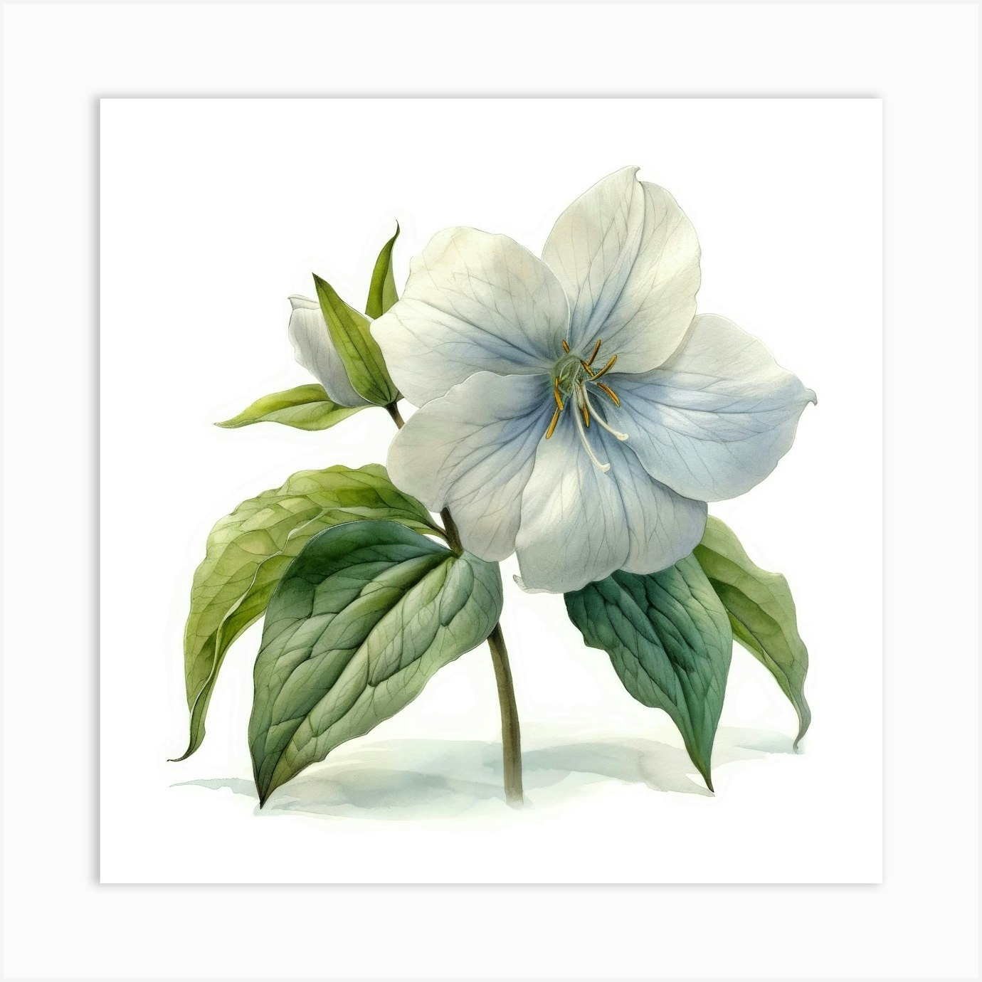 Clematis 11 Art Print by Aloke Design