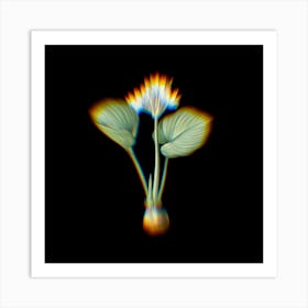 Prism Shift Cardwell Lily Botanical Illustration on Black n.0174 Art Print