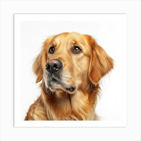 Golden Retriever Dog Portrait Poster