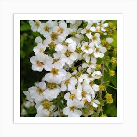 White Flower Art Print