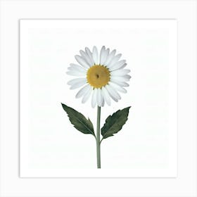 Daisy Art Print