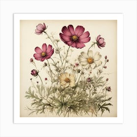 Cosmos Wildflower Vintage Botanical Art Print 3 Art Print